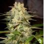 Afghan Kush Ryder Auto (x3)